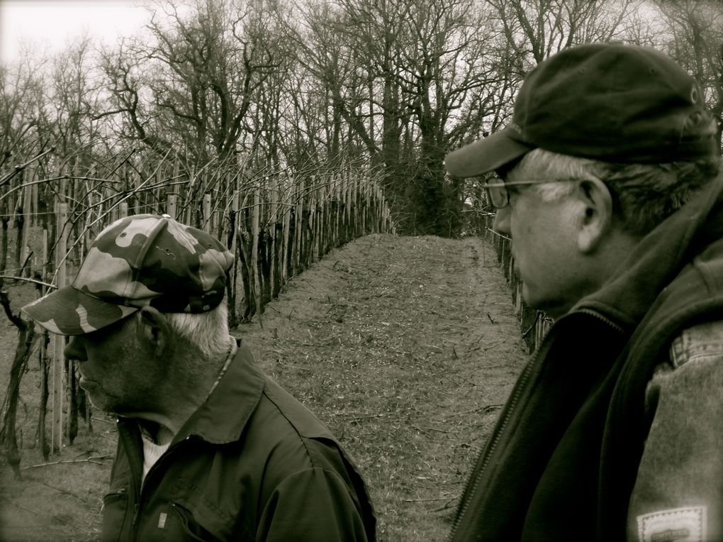 Plantation de Foligan - Le 27&28 Mars 2013 - Lieu dit Réole à Reignac, dans le Sud Charente et plantation de Colombard - Le 26 Avril 2013 - Lieu dit Garde à Rotard à Condéon dans le Sud Charente.