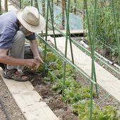 Quand et comment semer le haricot vert : conseils et méthode