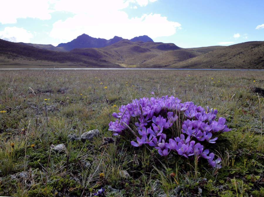 Album - Volcan Cotopaxi