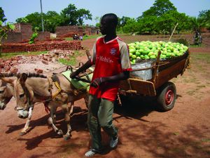 Les mangues séchées du Burkina Faso de retour: