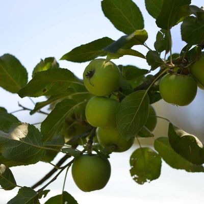 Pommes , poire et figues ...