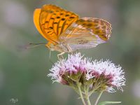 Quelques papillons