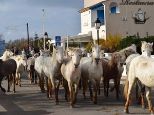 la roussataïo des jeunes cavaliers