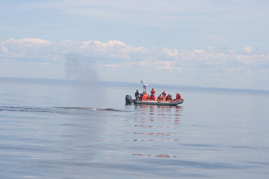 Album - Baleines-du-St-Laurent