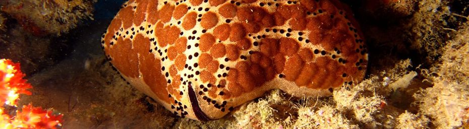 Culcita schmideliana, une superbe étoile de mer «astérie coussin »