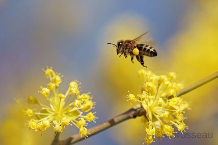 Abeilles en vol