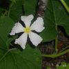 Fleurs de "lagenaria bouteille".