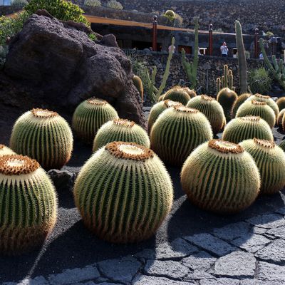 Echinocactus grusonii, jardin de cactus