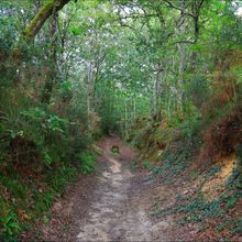 Randonnée à Saubrigues, Circuit de Navachon (Landes 40) A