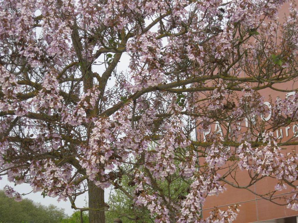 Images de fleurs que j'ai aimées