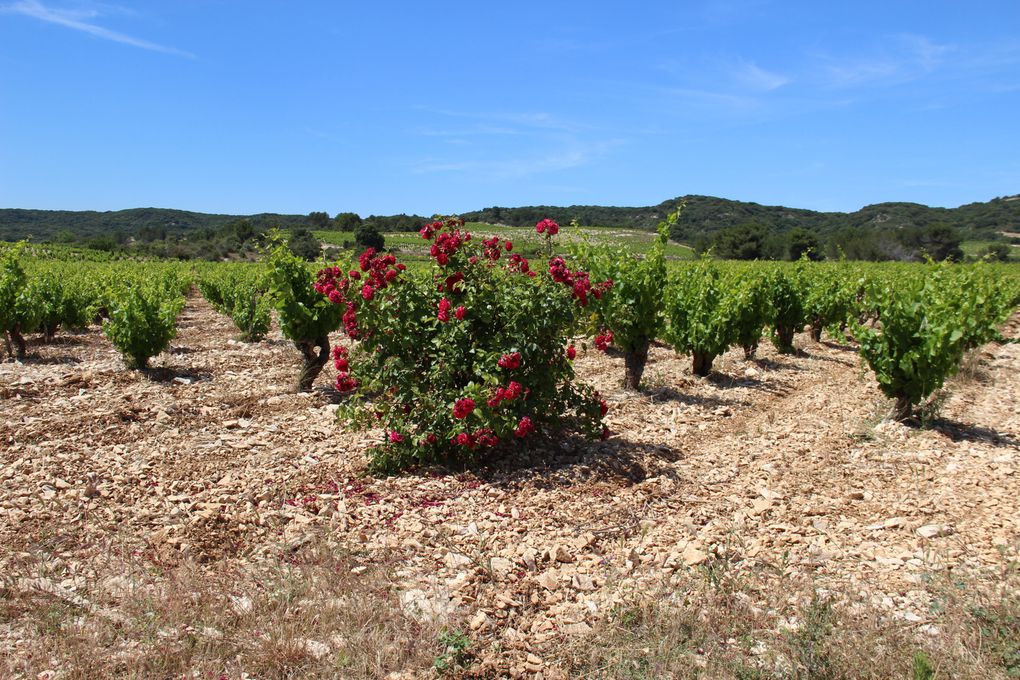 Album - ROUTE-DE-VALLIGUIERES