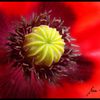 FLEURS DE MON JARDIN