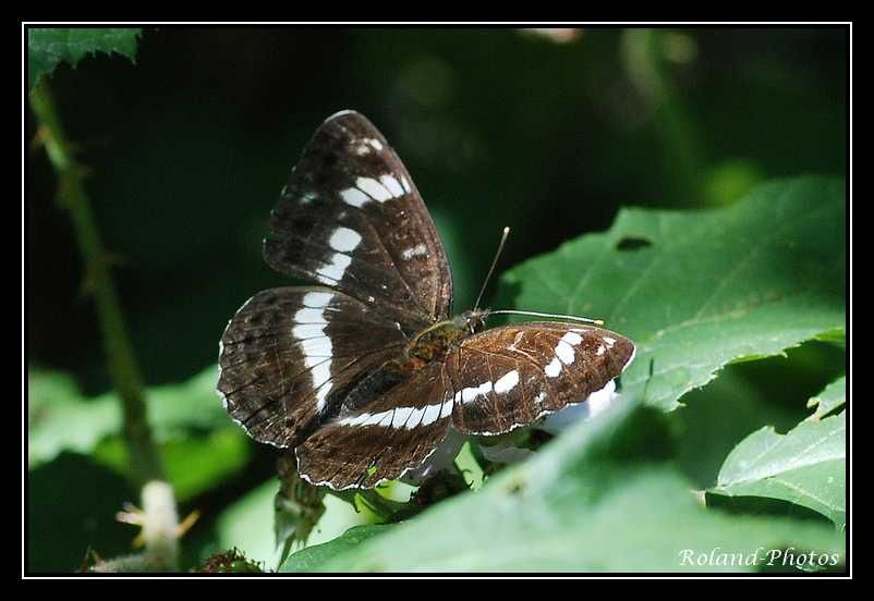 Album - Papillons