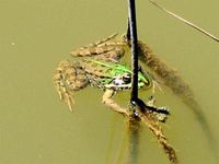 LES GRENOUILLES DE LA DISCORDE EN PERIGORD