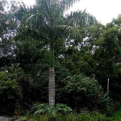 Un palmier vraiment royal