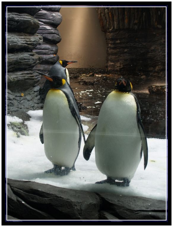 Echantillons de la biodiversité des océans à Océanopolis à Brest - Mars 2013.