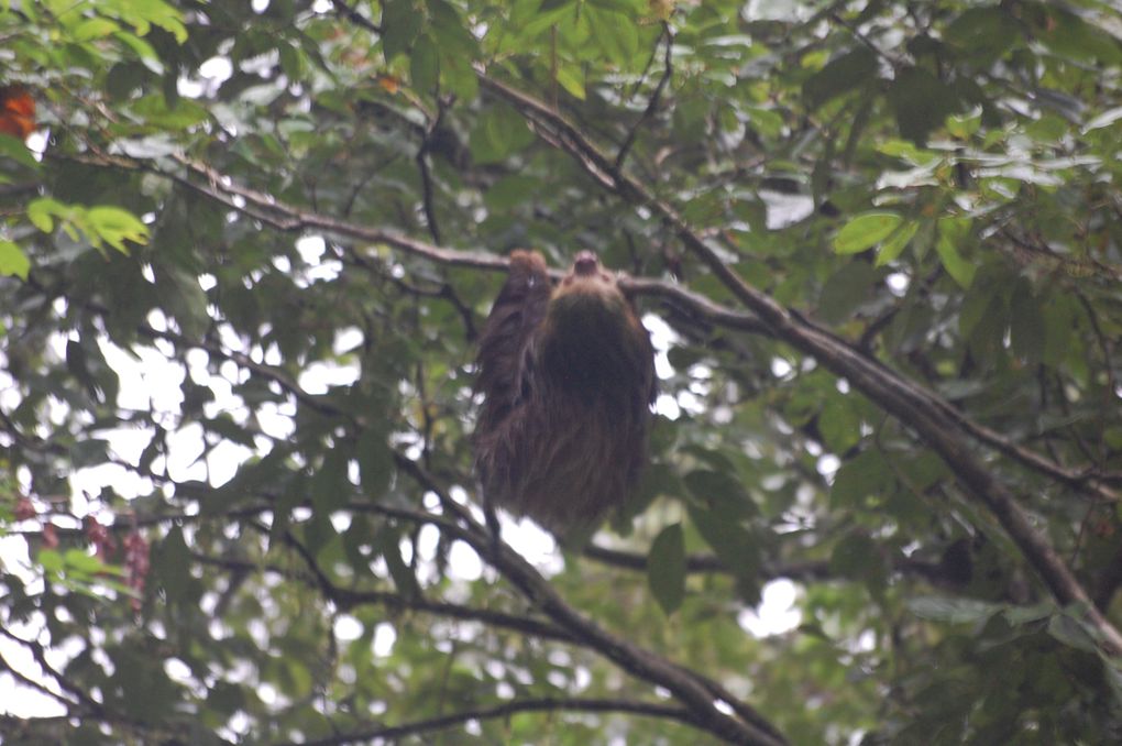 Album - 62 Costa-Rica Tortuguero