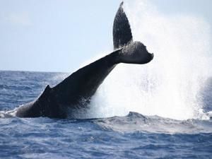 Les baleines à bosses