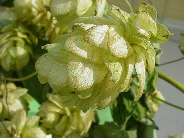 Photos personnelles libres de droits de plantes