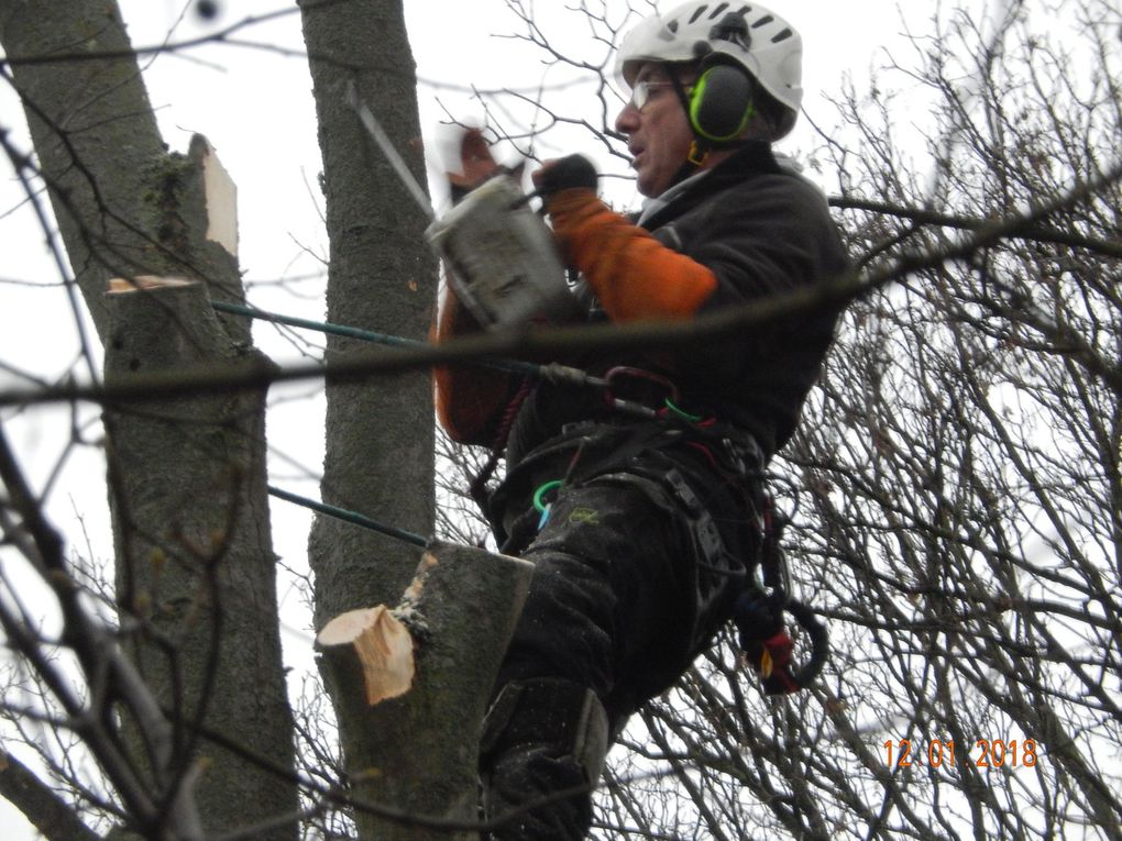 Des arbres coupés sous protection de la police. Rassemblement lundi