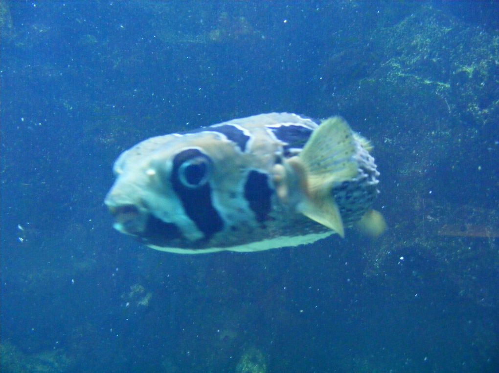 Album - aquarium poissons à gogo