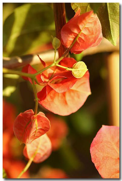 Album - photos-de-fleurs