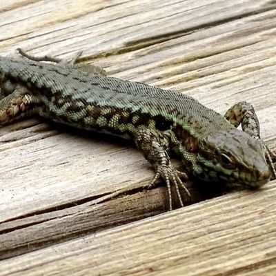 Quelques lézards qui cherchent le soleil ;)