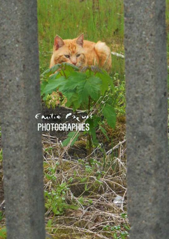 Photographies animalières...........