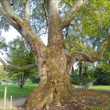 Arbre remarquable à Paris