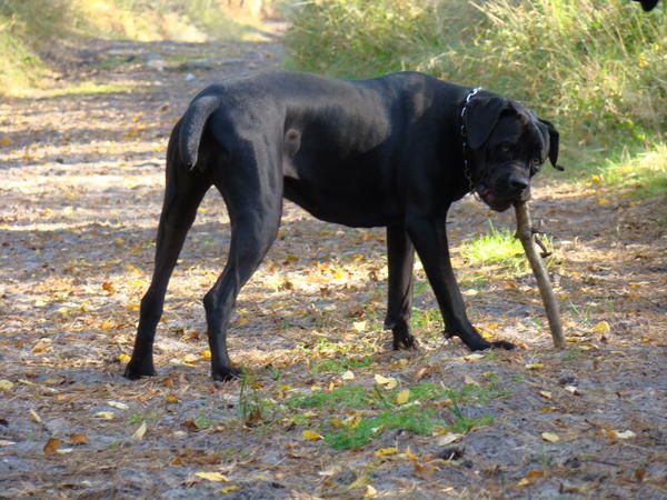 Album - Cane corso 19 mois (11 photos)