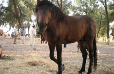 chevaux de youssoufia