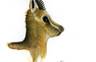 Gazelle du Tibet