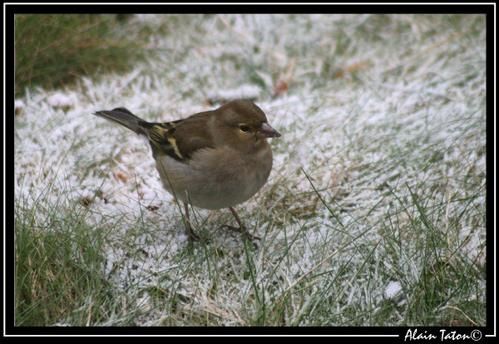 Album - Période-hivernale