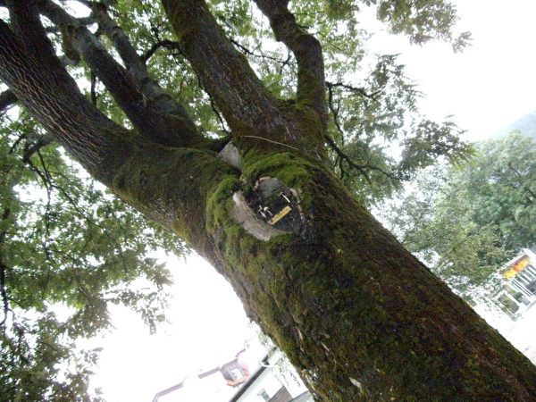 Mushrooms on a tree ...