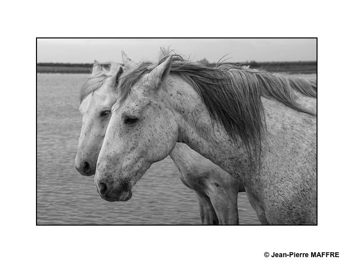 Présent depuis l'Antiquité, le cheval de Camargue est un petit cheval de selle qui vit en semi-liberté dans les marais reconnaissable à sa robe grise.