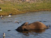 07/08/2013 - Chobe River Front