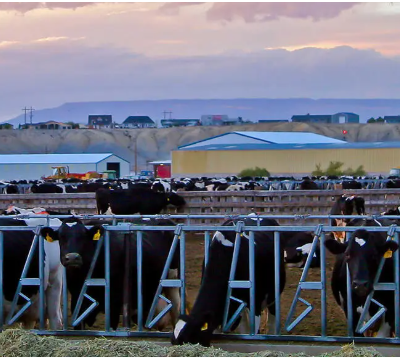 Grippe aviaire chez les vaches laitières aux Etats-Unis : un seul oiseau est-il responsable ?