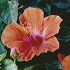 l'Hibiscus - la fleur préférée des gals