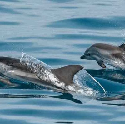 Deux dauphins échoués sauvés d’une mort certaine à Cancale