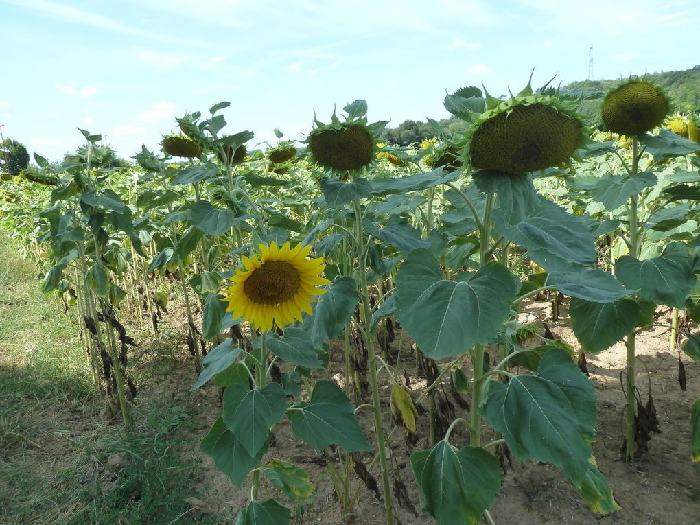 Randonnée de Boutigny-Sur-Essonne à Lardy - 22,16 km.