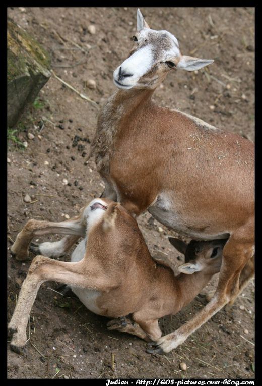 Photos du parc zoologique d'Amnéville prises durant l'année 2009.