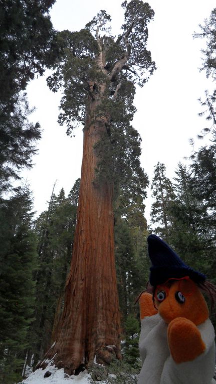 Album - Sequoia-National-Park