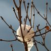 Boules de neige