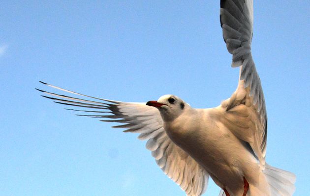 La playmouette du dimanche