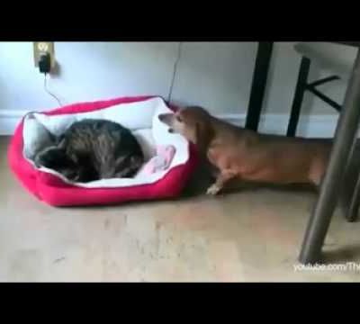 Le comble du culot !