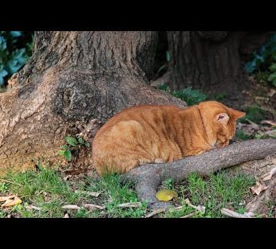 Voyance pour: Septembre, la rentrée de Magouillon, Pic-pic, masquarade et famine organisée...(par Médiumnité Angélique) - 26/08/2023.