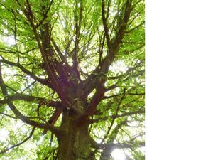 un arbre remarquable : tronc parfait et haute ramure,