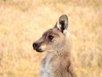 Great Ocean Road - Novembre 2014 