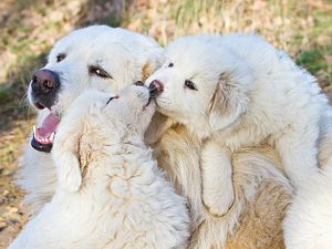  de la tendresse 