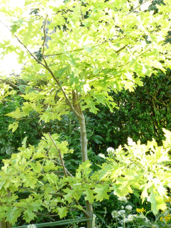 Les plantes et arbres à feuillage dore ou jaune. Golden foliage plants and yellow leaves.